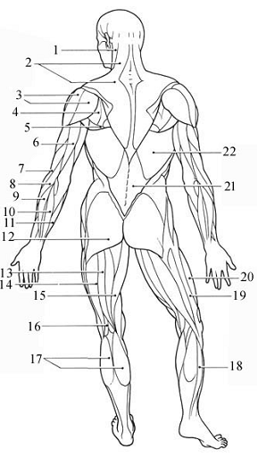 Anterior