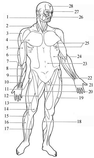 Anterior