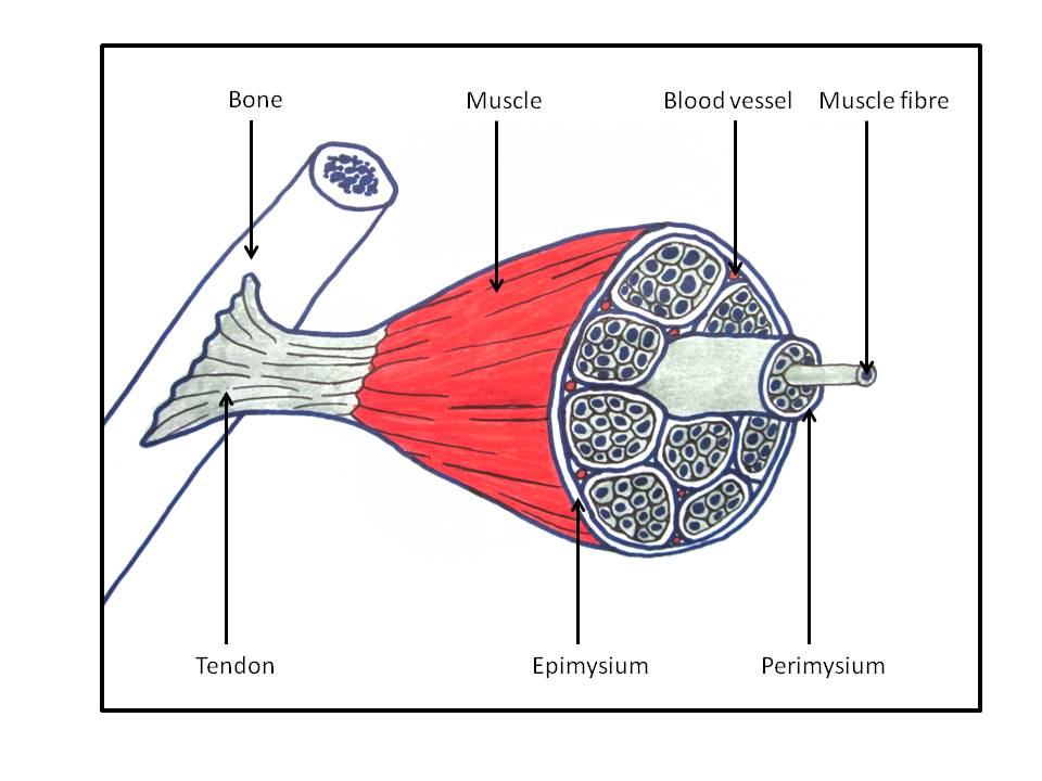 Muscle crosssection